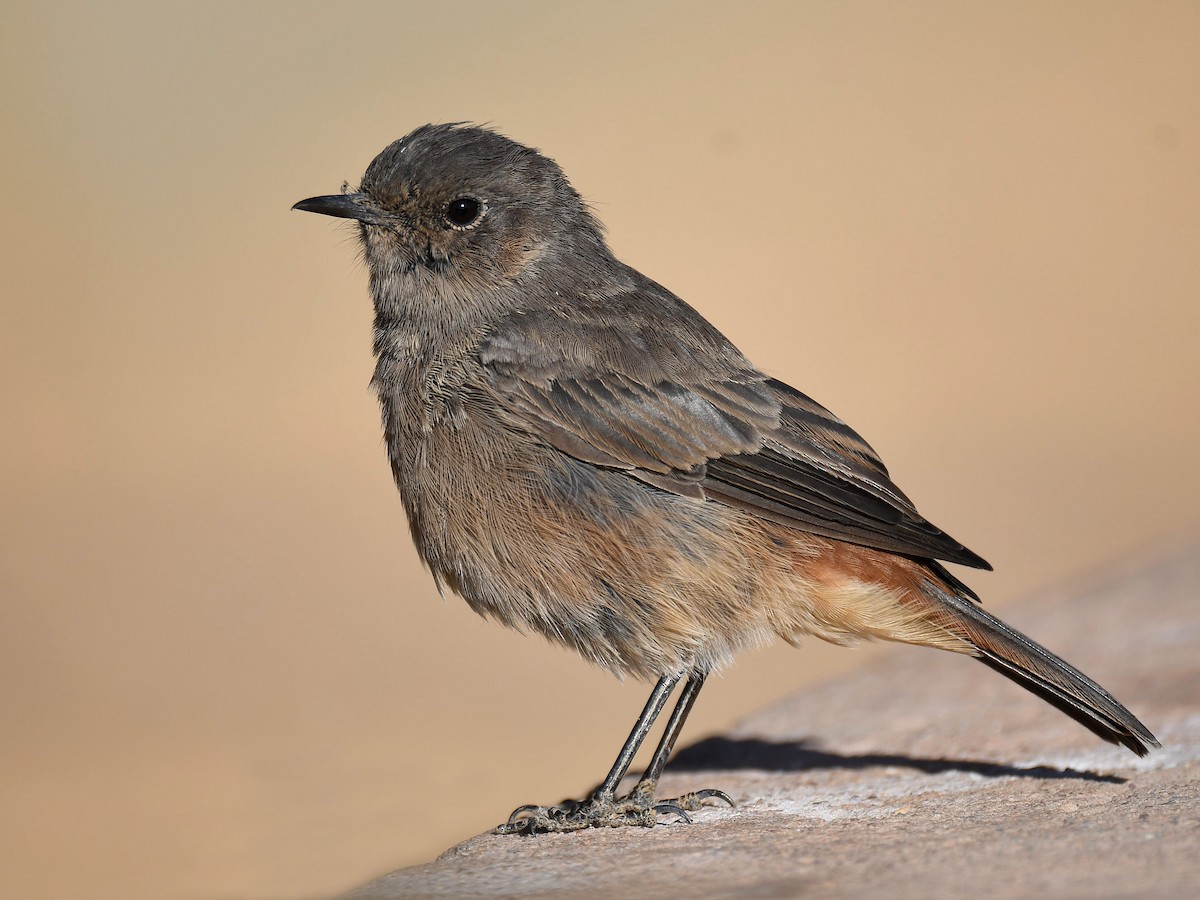 Familiar Chat - ML650410257