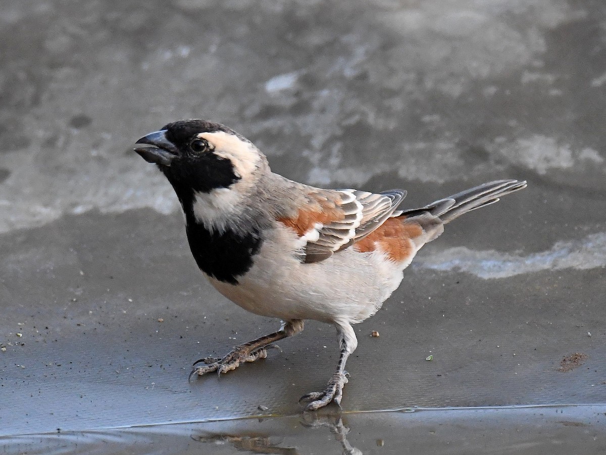 Cape Sparrow - ML650410260