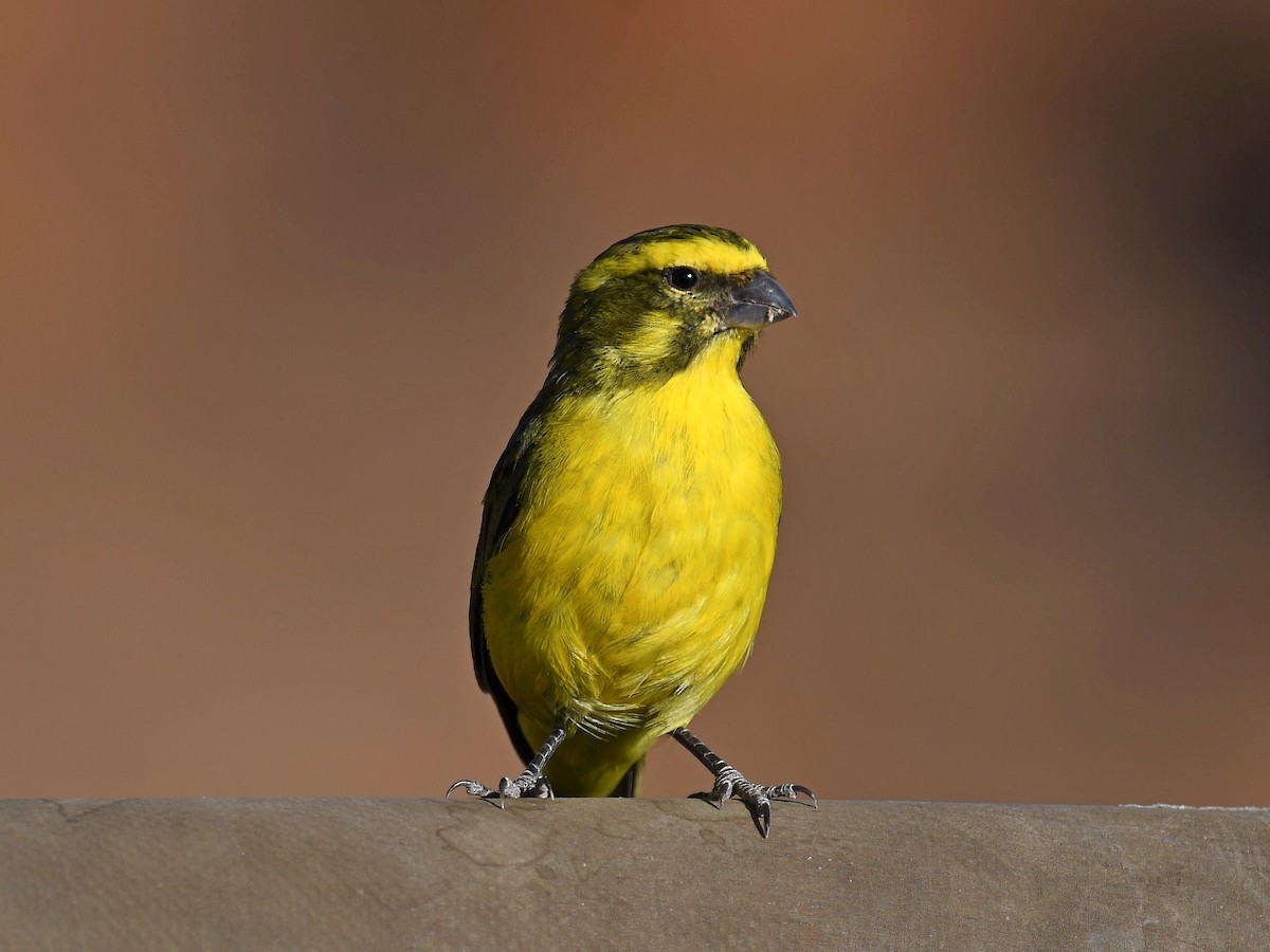Yellow Canary - ML650410276