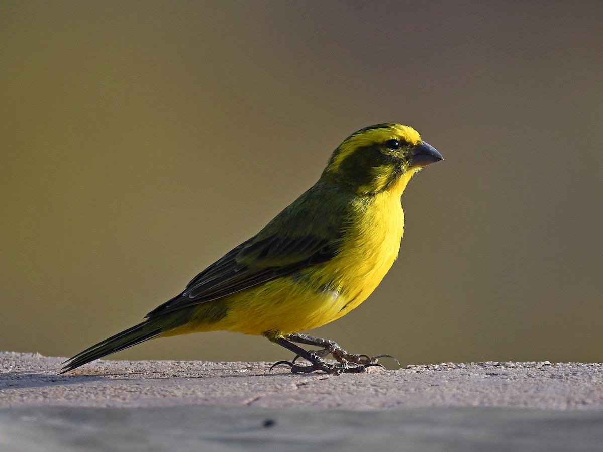 Yellow Canary - ML650410277