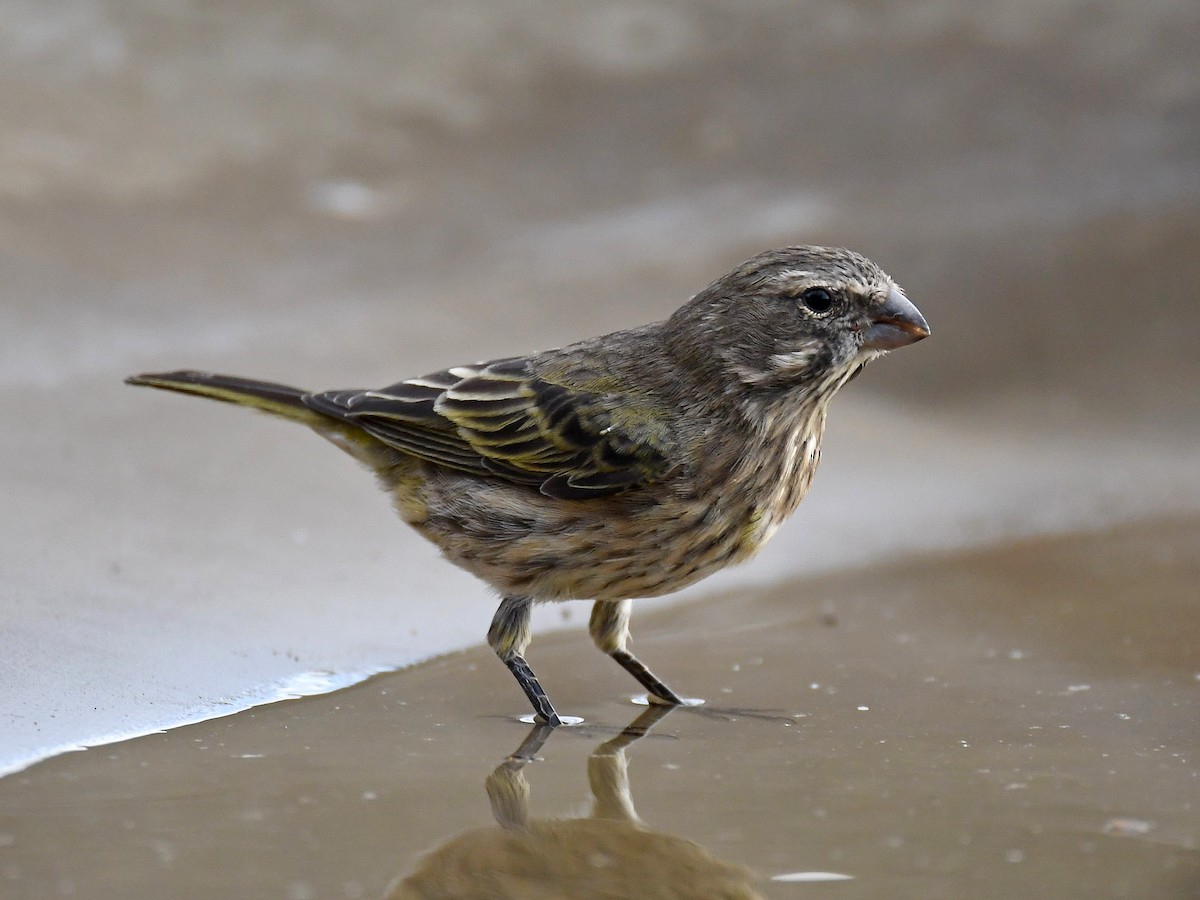 Yellow Canary - ML650410278