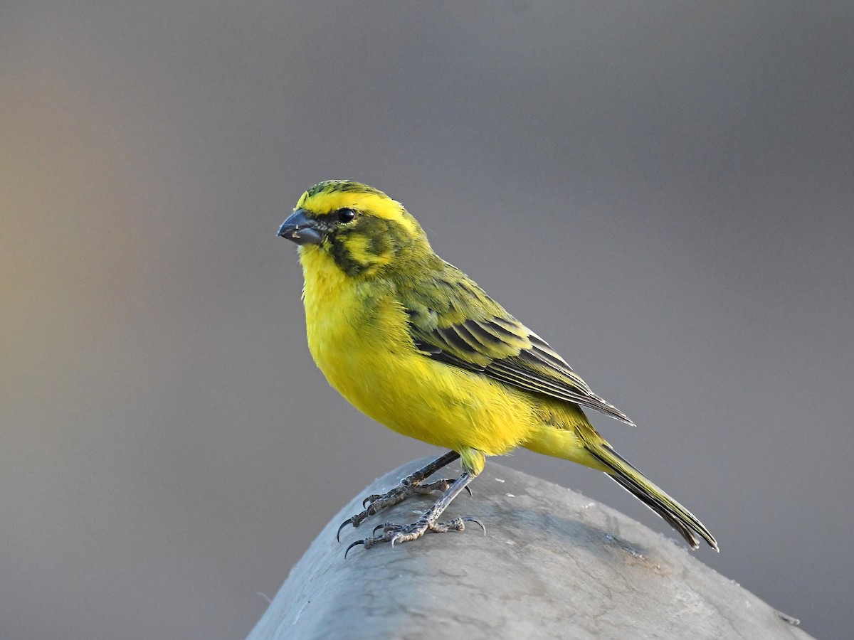 Yellow Canary - ML650410279