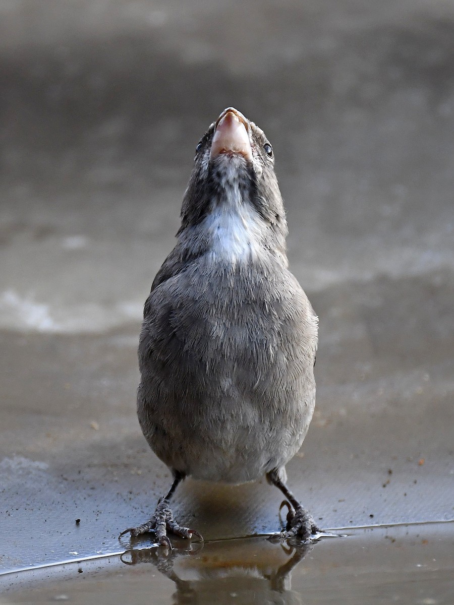 White-throated Canary - ML650410296