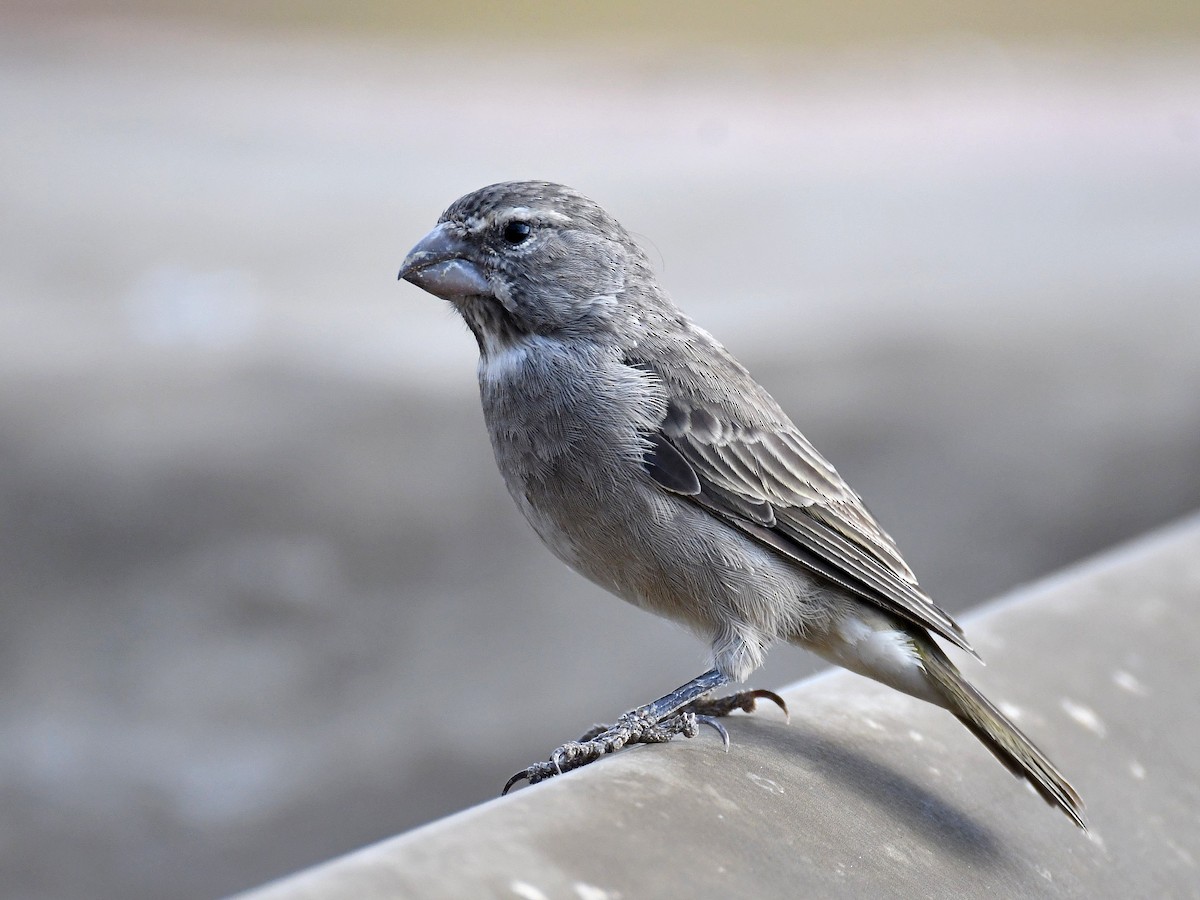 White-throated Canary - ML650410297