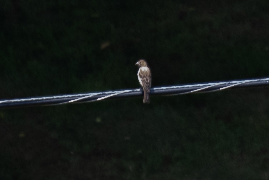 Mavi Çinte - ML650410445