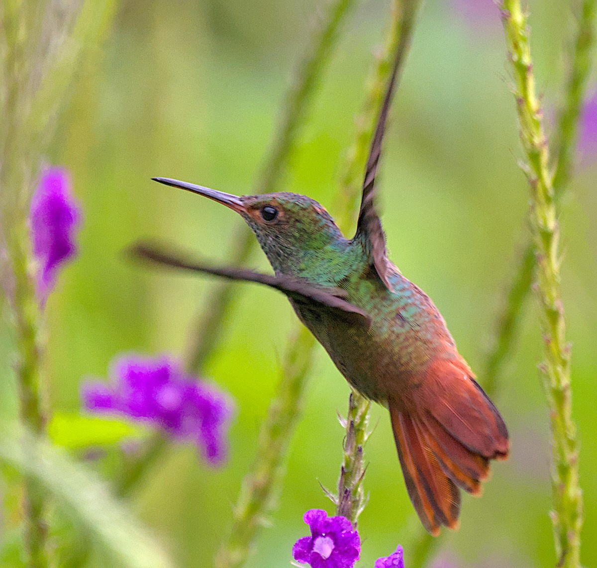 ハイバラエメラルドハチドリ - ML650410480