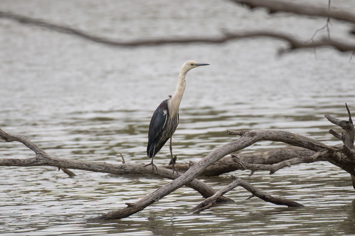 hvithodehegre - ML650410720