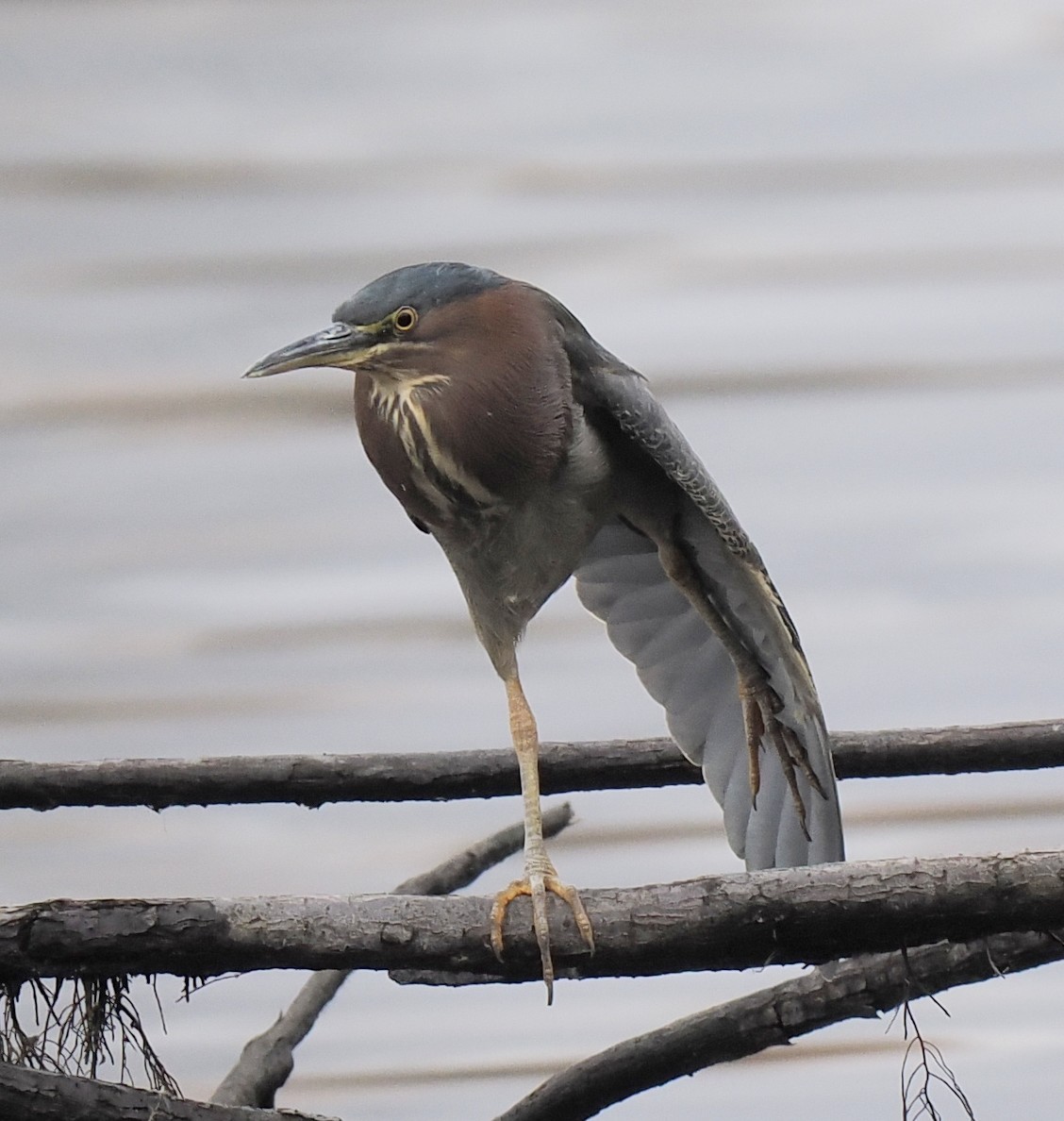 grønnrygghegre - ML650410742