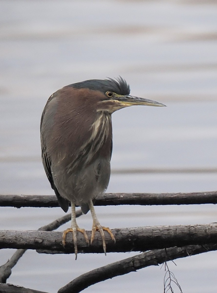 grønnrygghegre - ML650410743