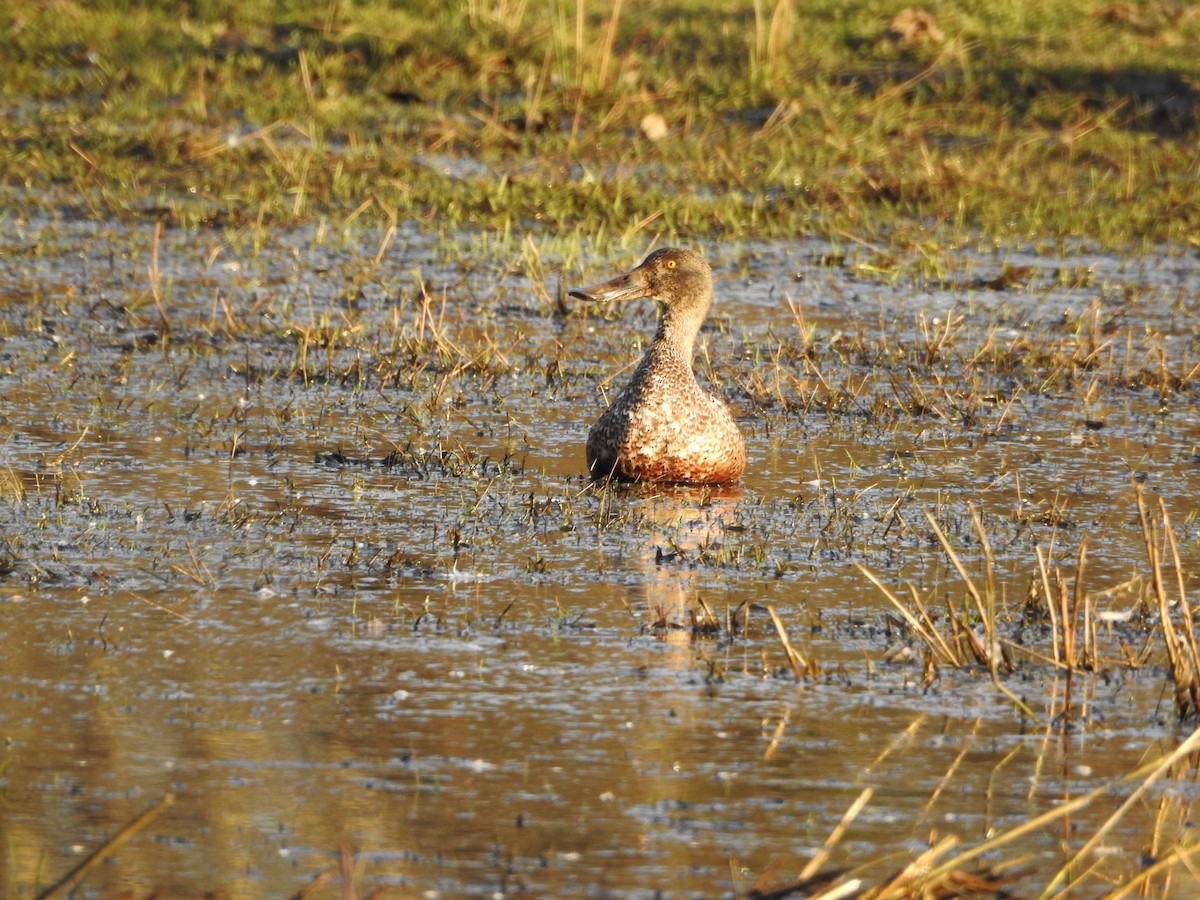 skjeand - ML650410746