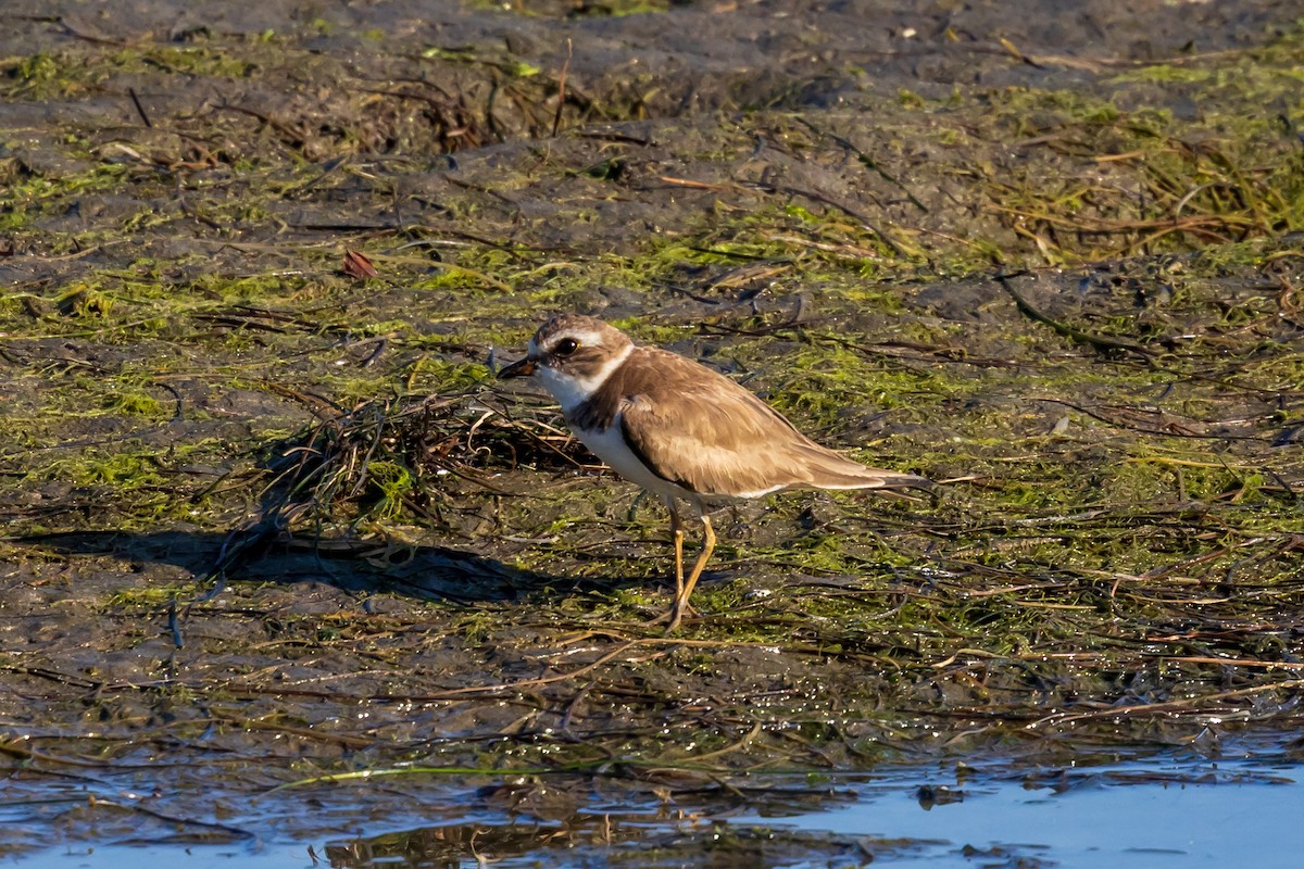 amerikasandlo - ML650410747