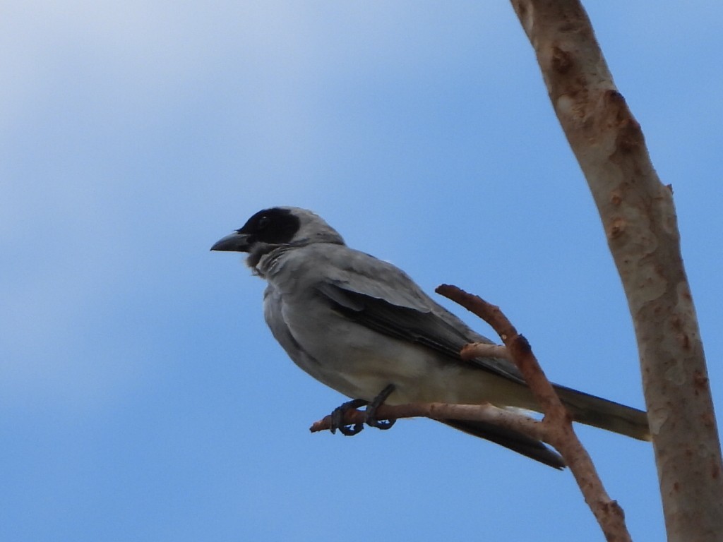 maskelarveeter - ML650410748