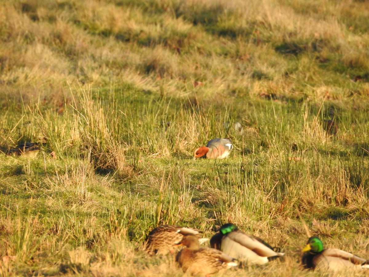 brunnakke - ML650410749