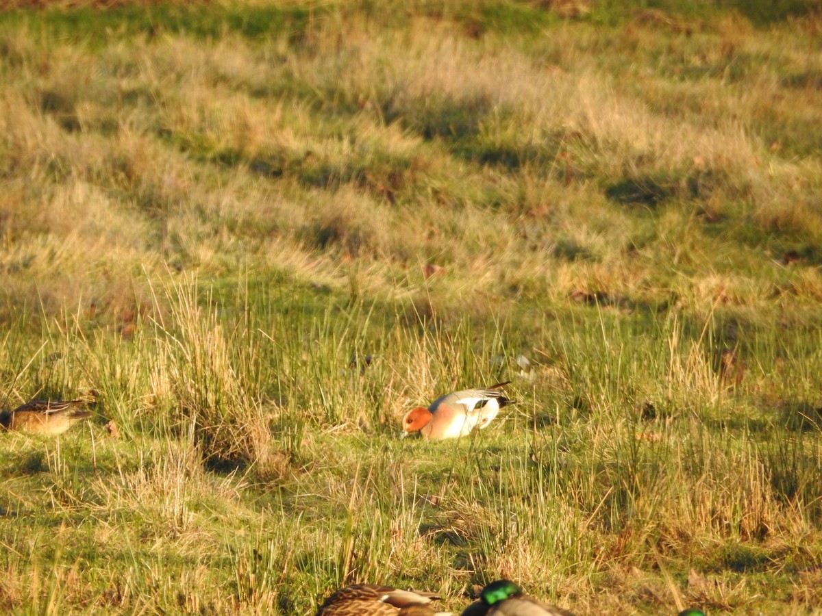 brunnakke - ML650410750