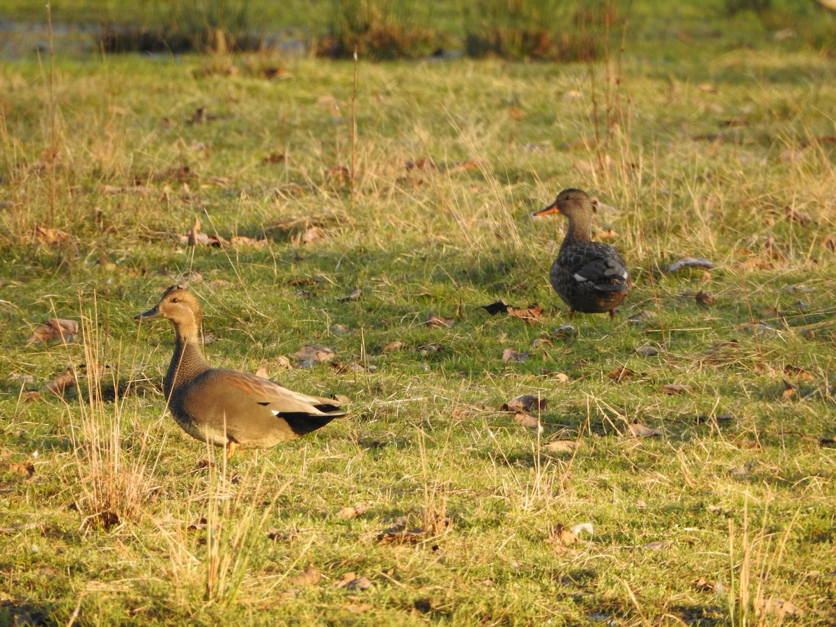 snadderand - ML650410752