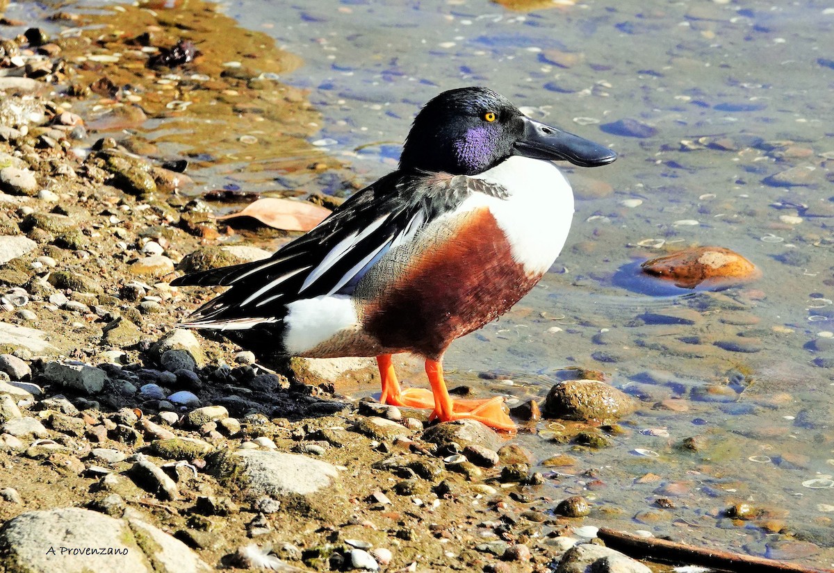 skjeand - ML650410753