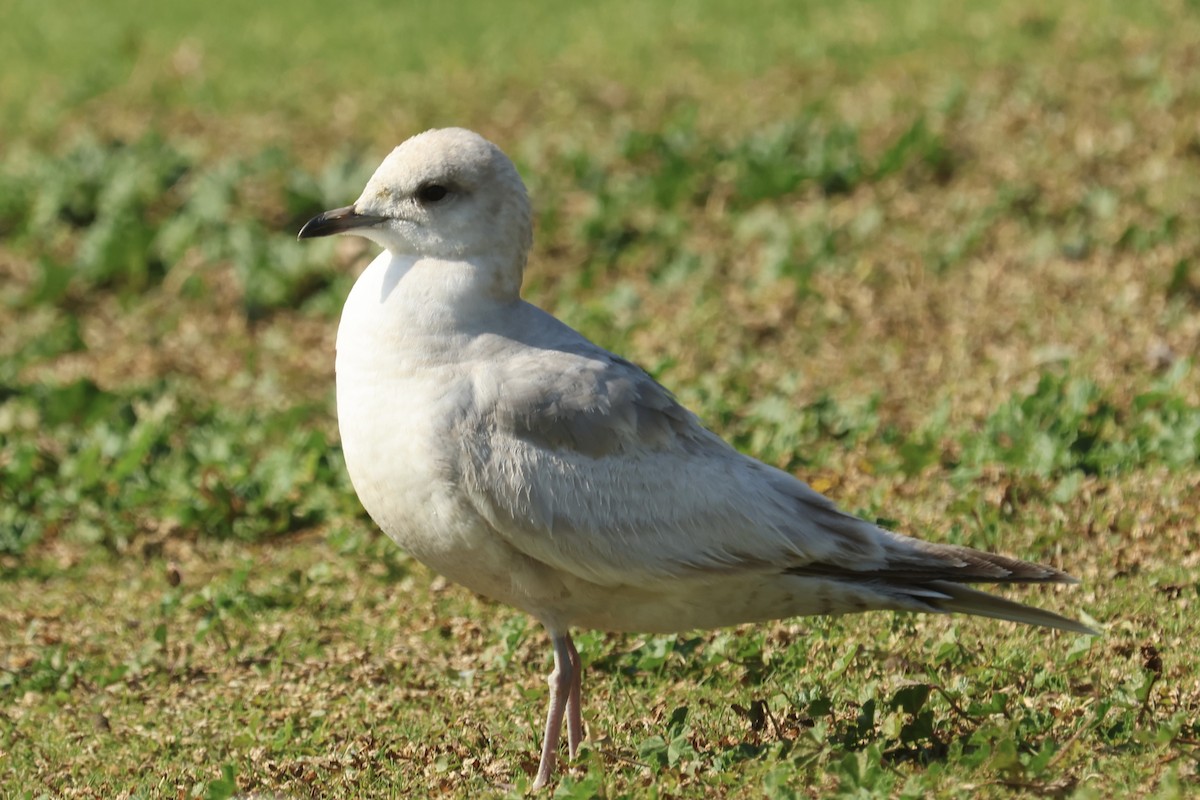 kortnebbmåke - ML650410754