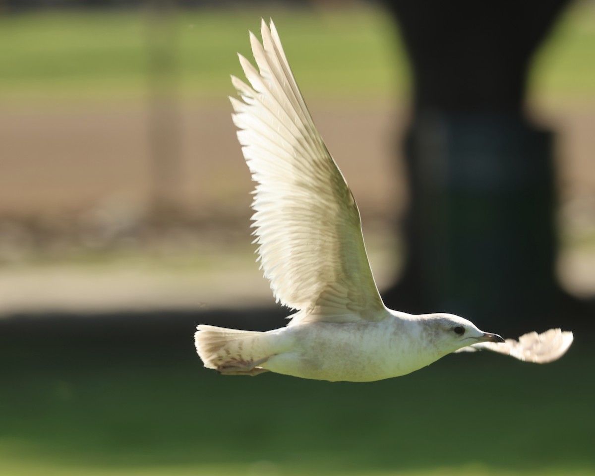 kortnebbmåke - ML650410756