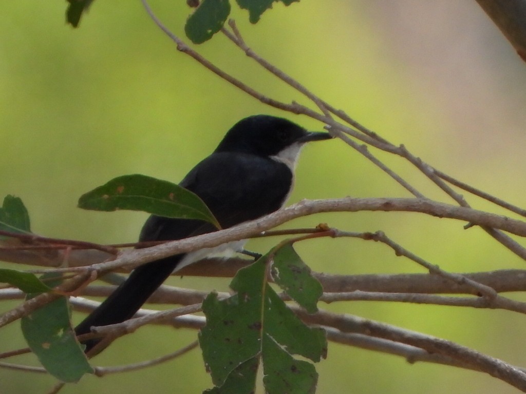 uromonark - ML650410757