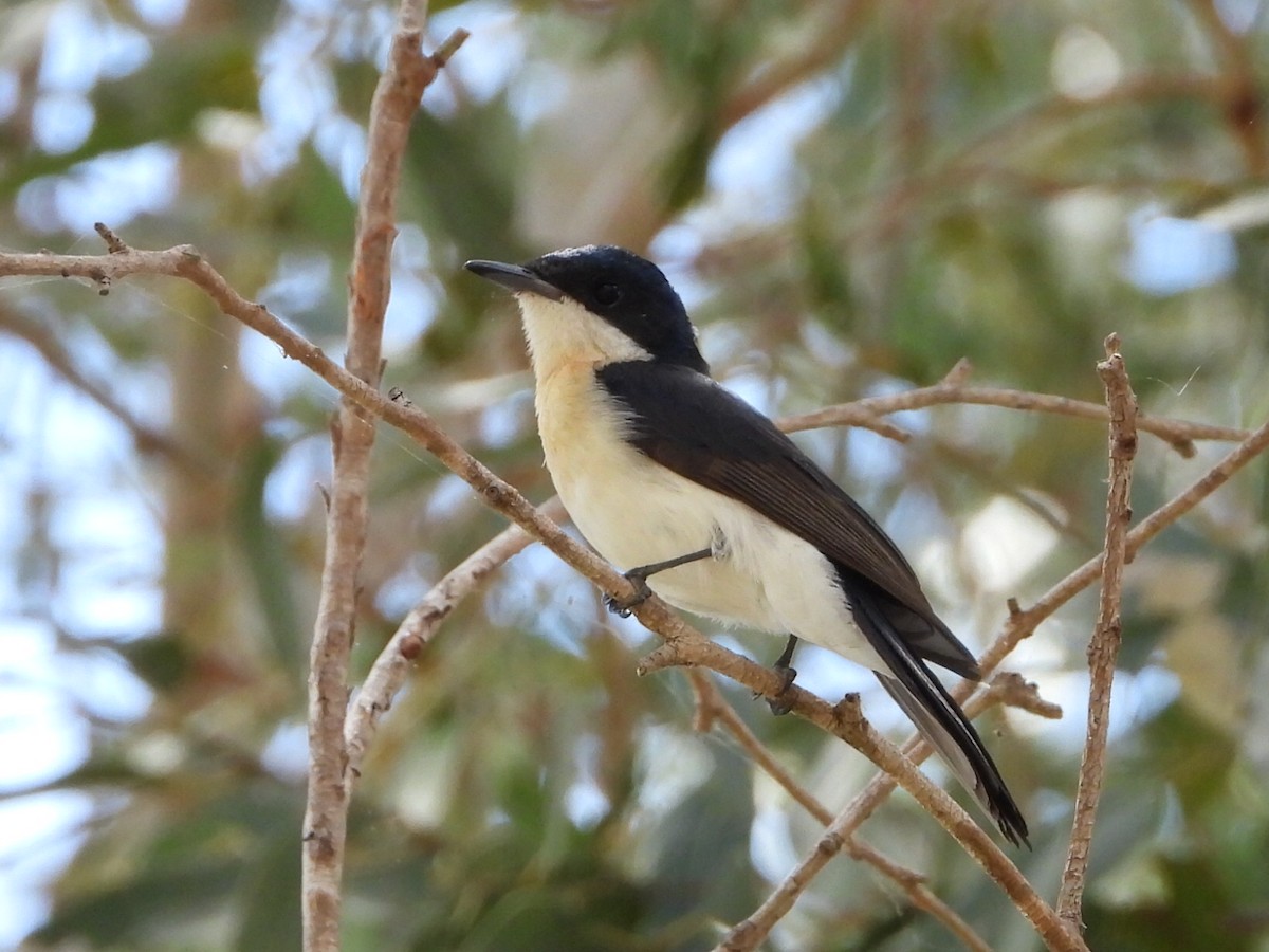 uromonark - ML650410758