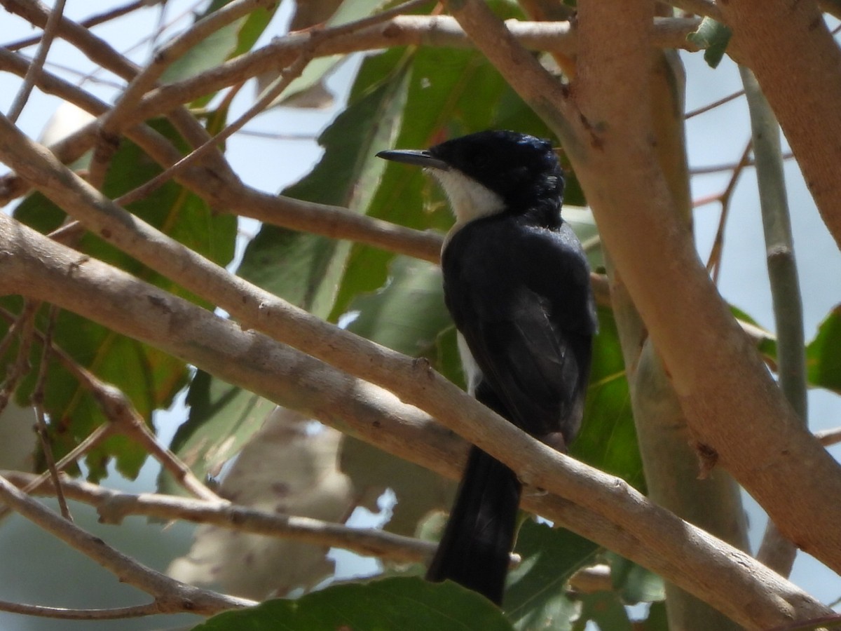 uromonark - ML650410759