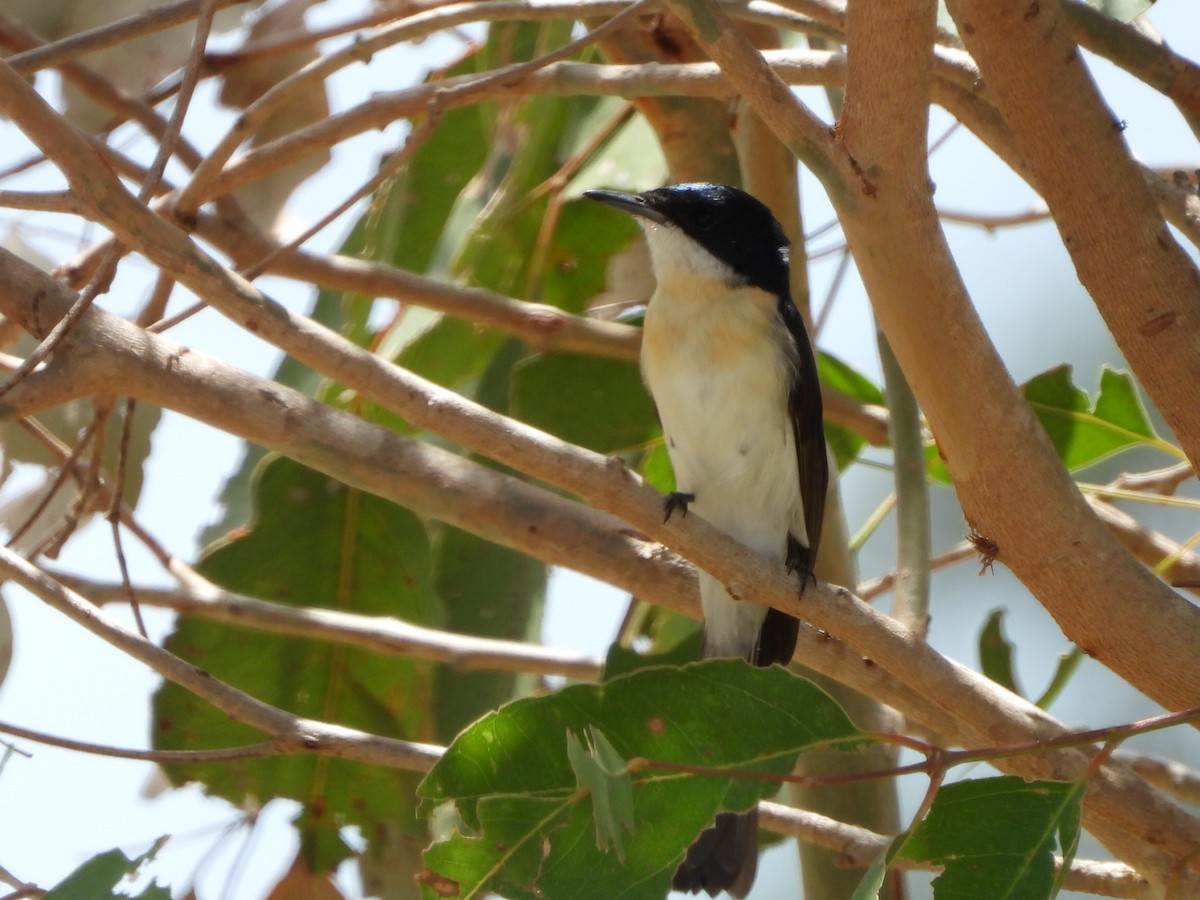 uromonark - ML650410760