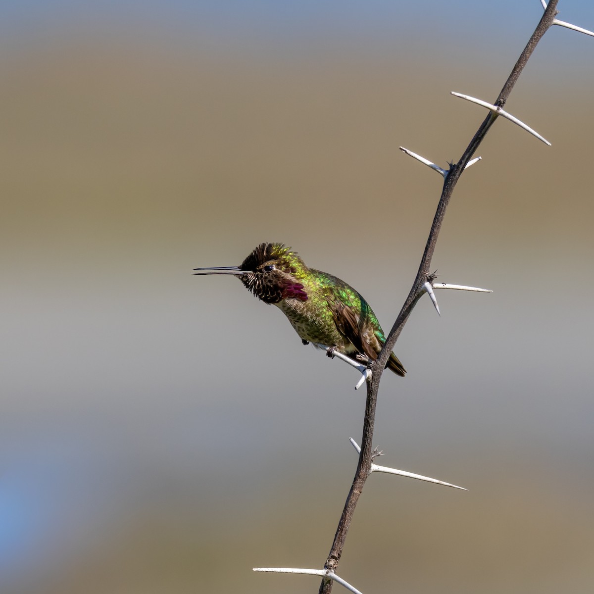 rødmaskekolibri - ML650410761