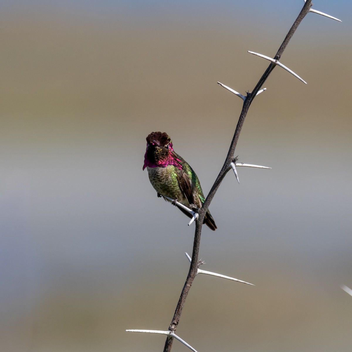 rødmaskekolibri - ML650410762