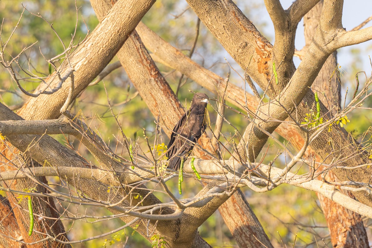 storskrikørn - ML650410763