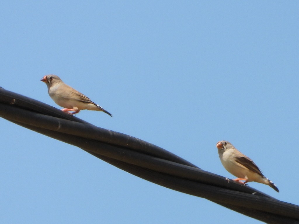 sundaastrild - ML650410765