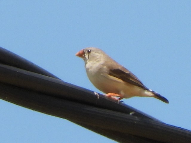 sundaastrild - ML650410766