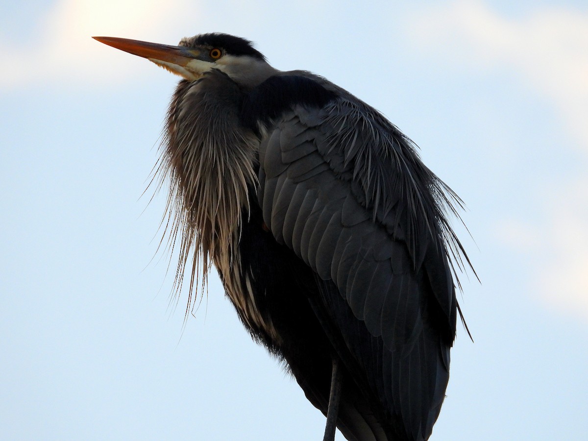 herodiashegre - ML650410768