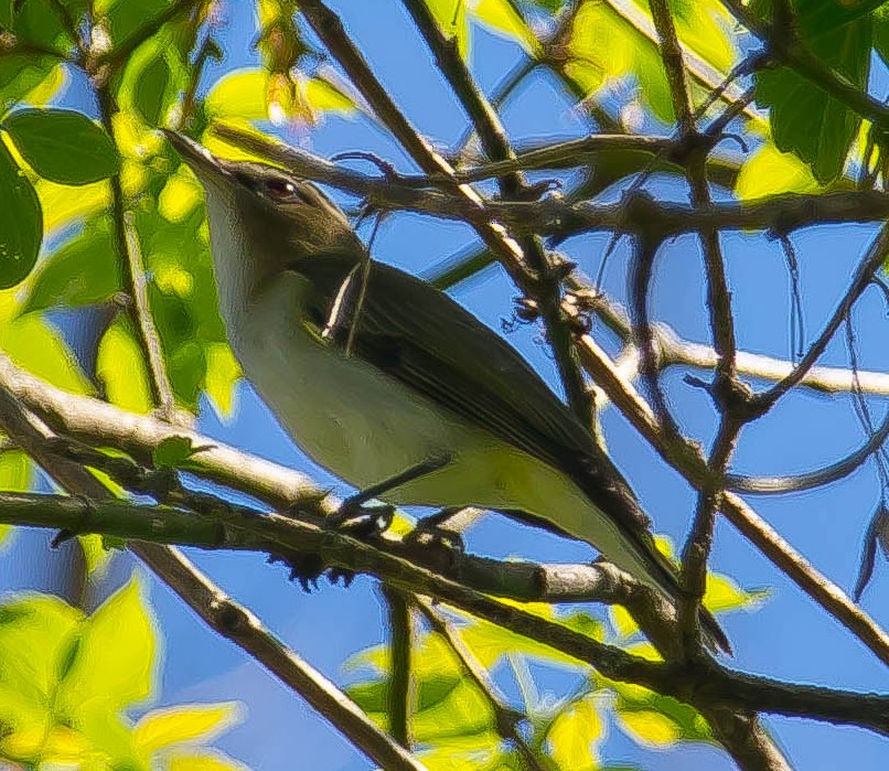 Red-eyed Vireo - ML650410877