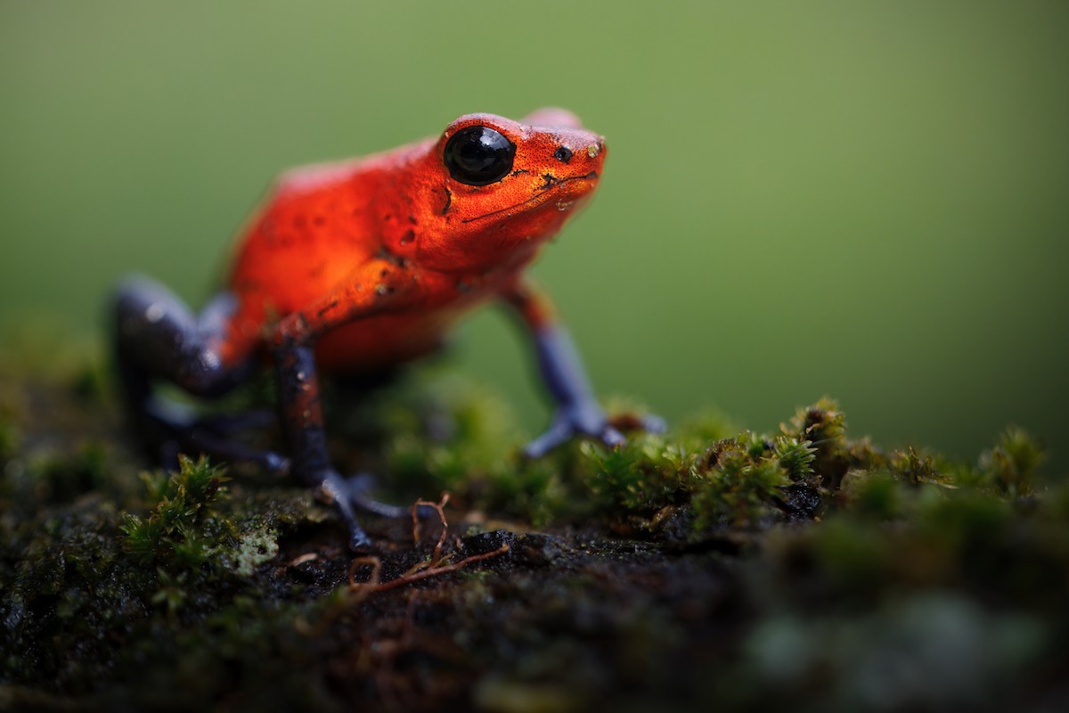 イチゴヤドクガエル - ML650410923