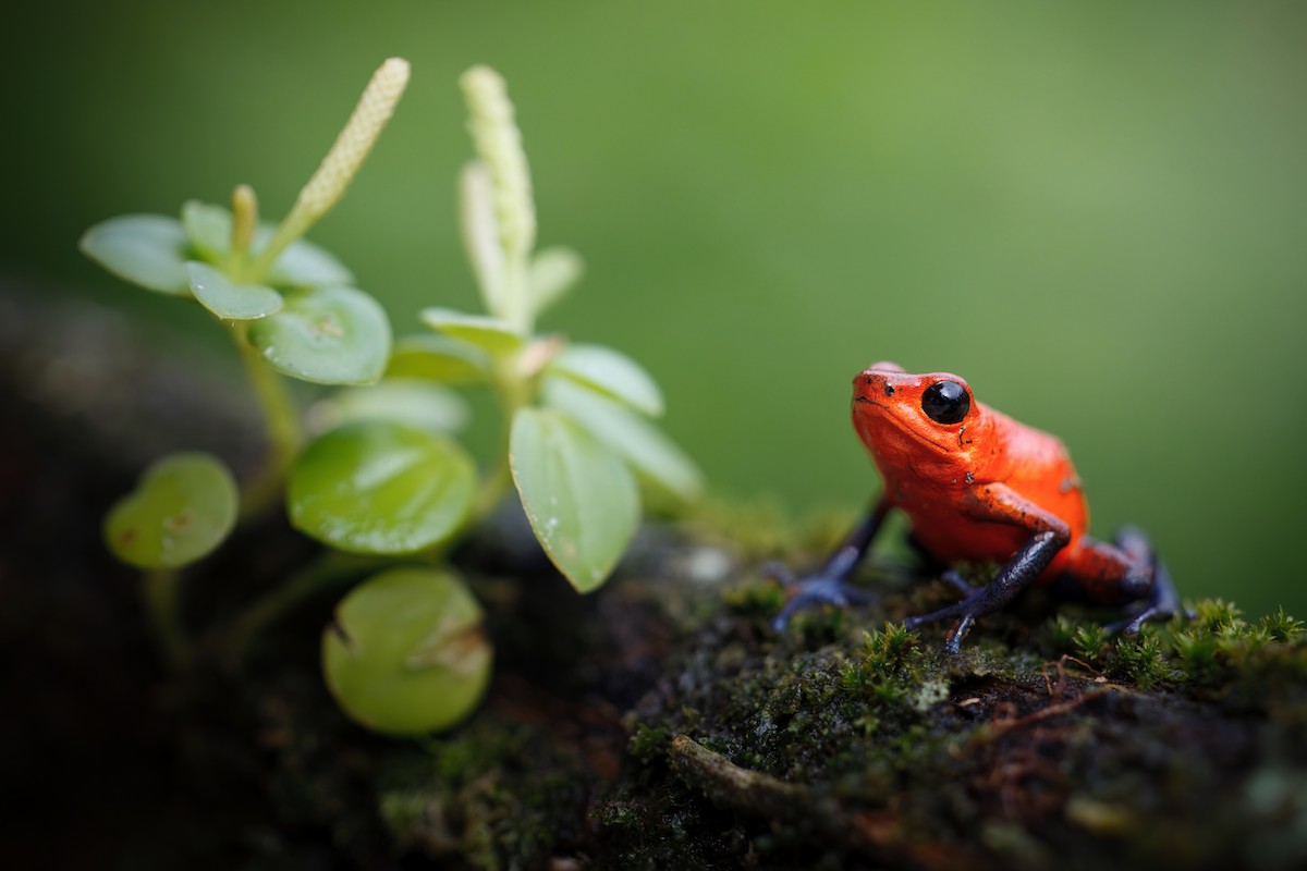 イチゴヤドクガエル - ML650410964