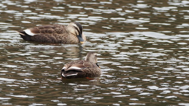 Eastern Spot-billed Duck - ML650410983