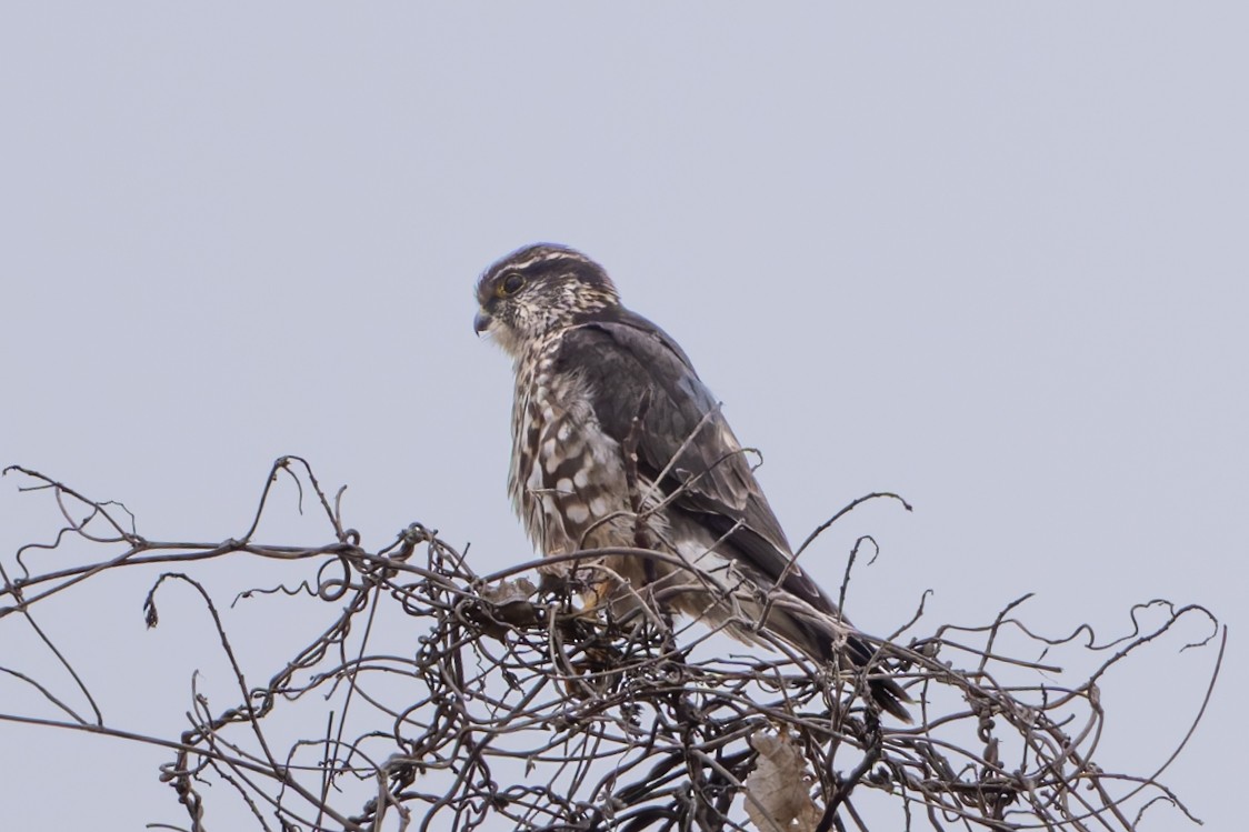 灰背隼 - ML650411367