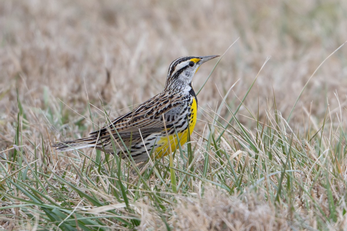 Eastern Meadowlark - ML650411462