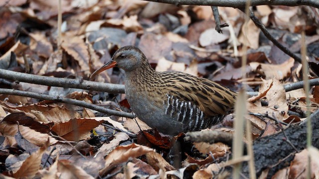 Brown-cheeked Rail - ML650411663