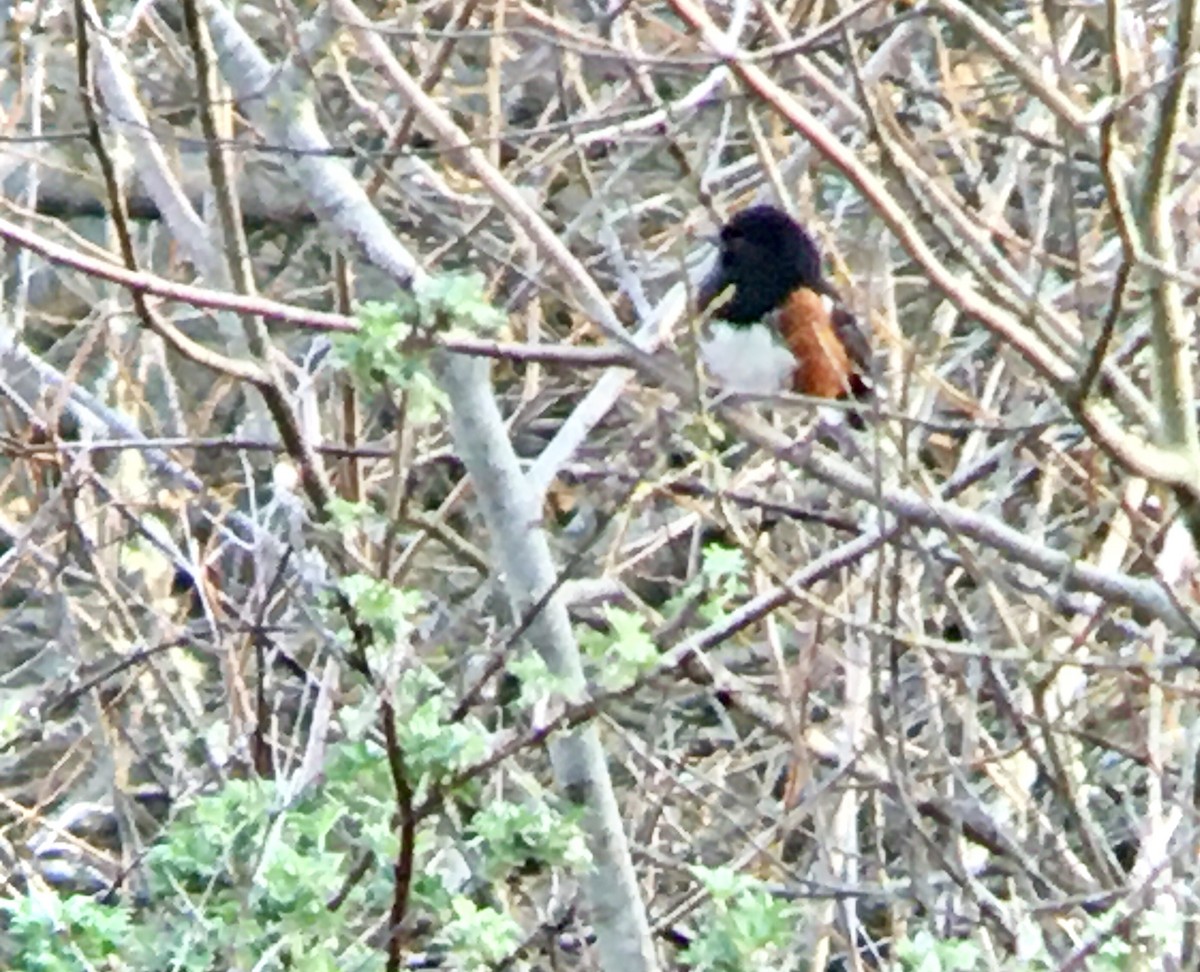 Spotted Towhee - ML650411758