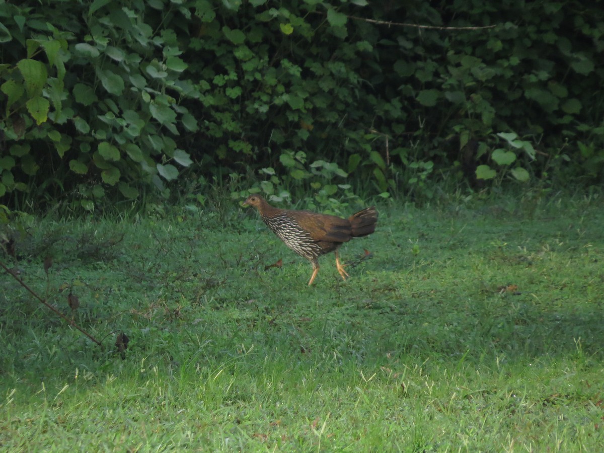 Gray Junglefowl - ML65041181