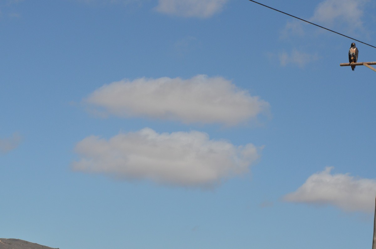 Скальный канюк - ML650411843