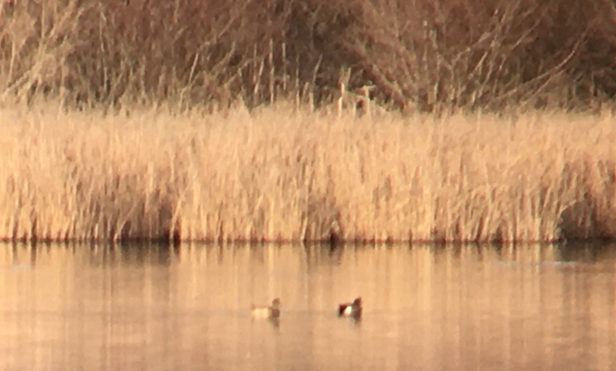 American Wigeon - ML650411844