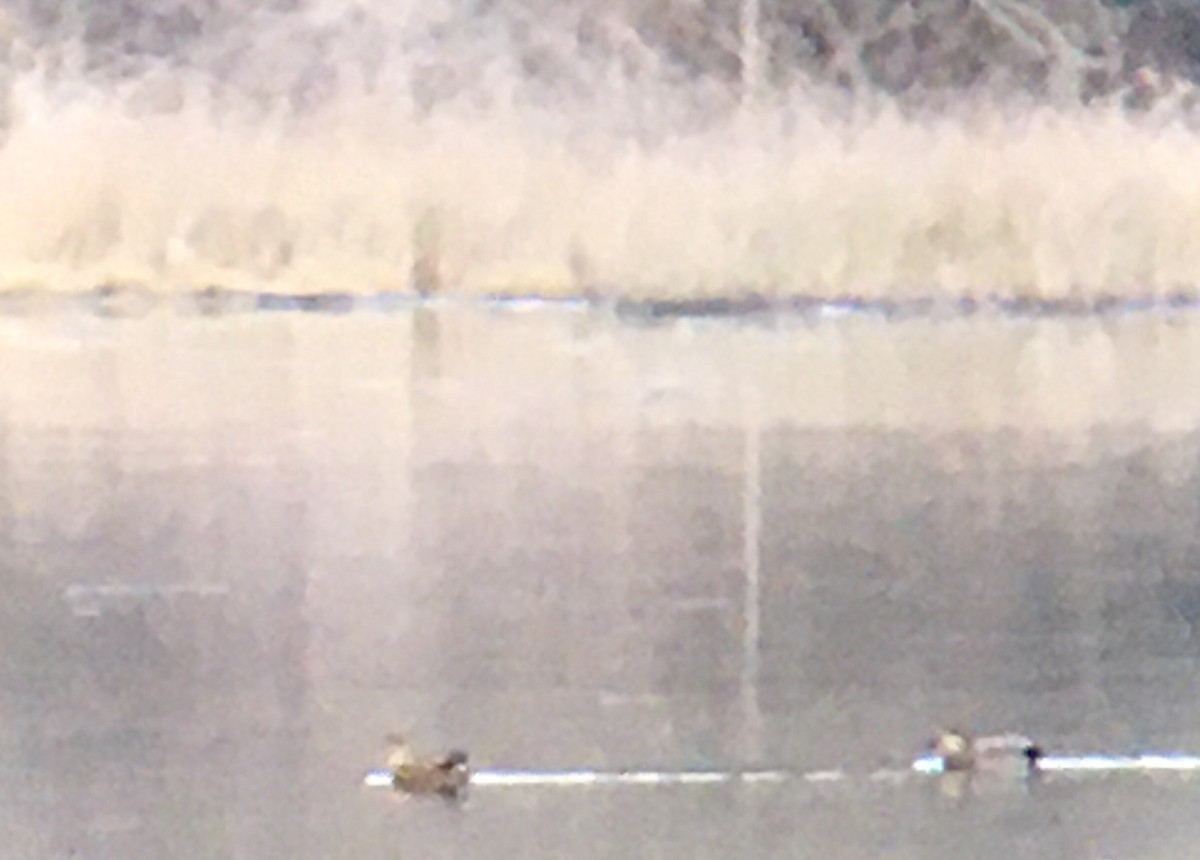 Gadwall - ML650411917