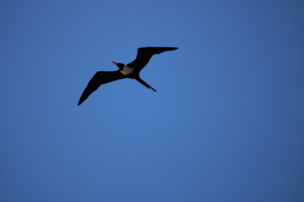 Rabihorcado Chico - ML650412312