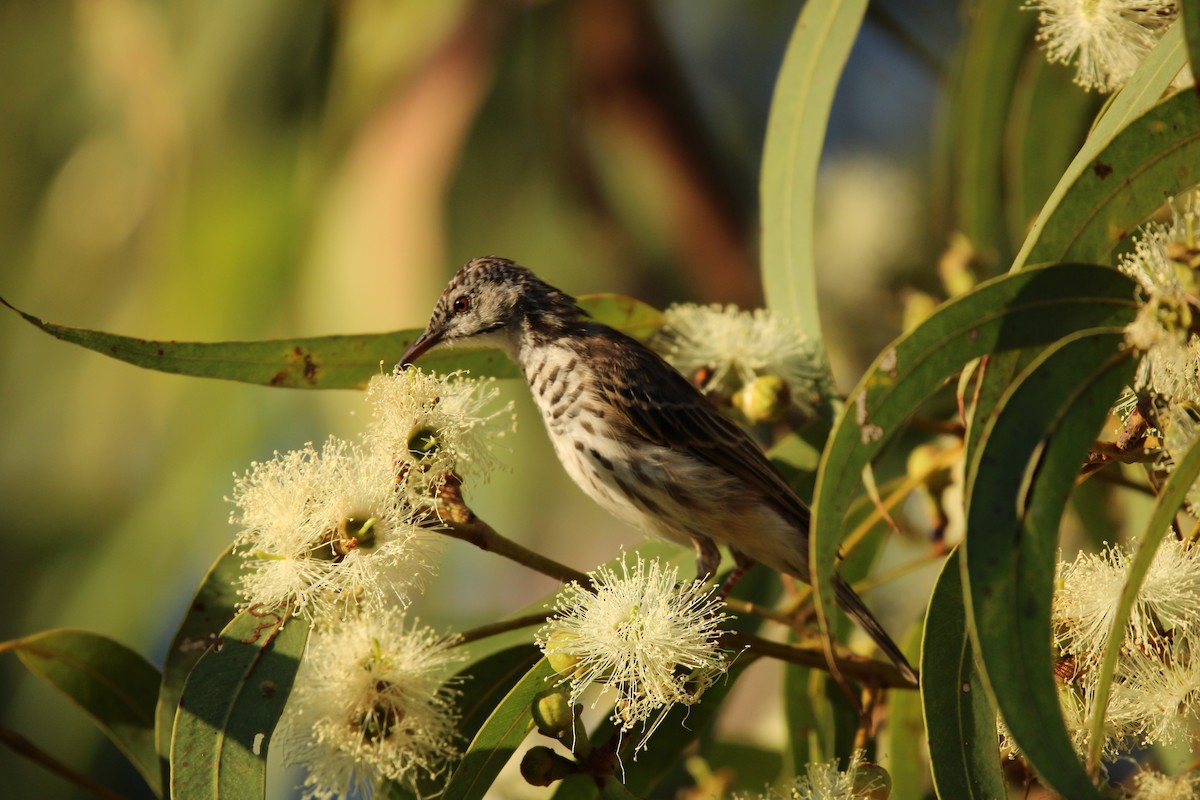 Mielero Pechibarrado - ML650412395