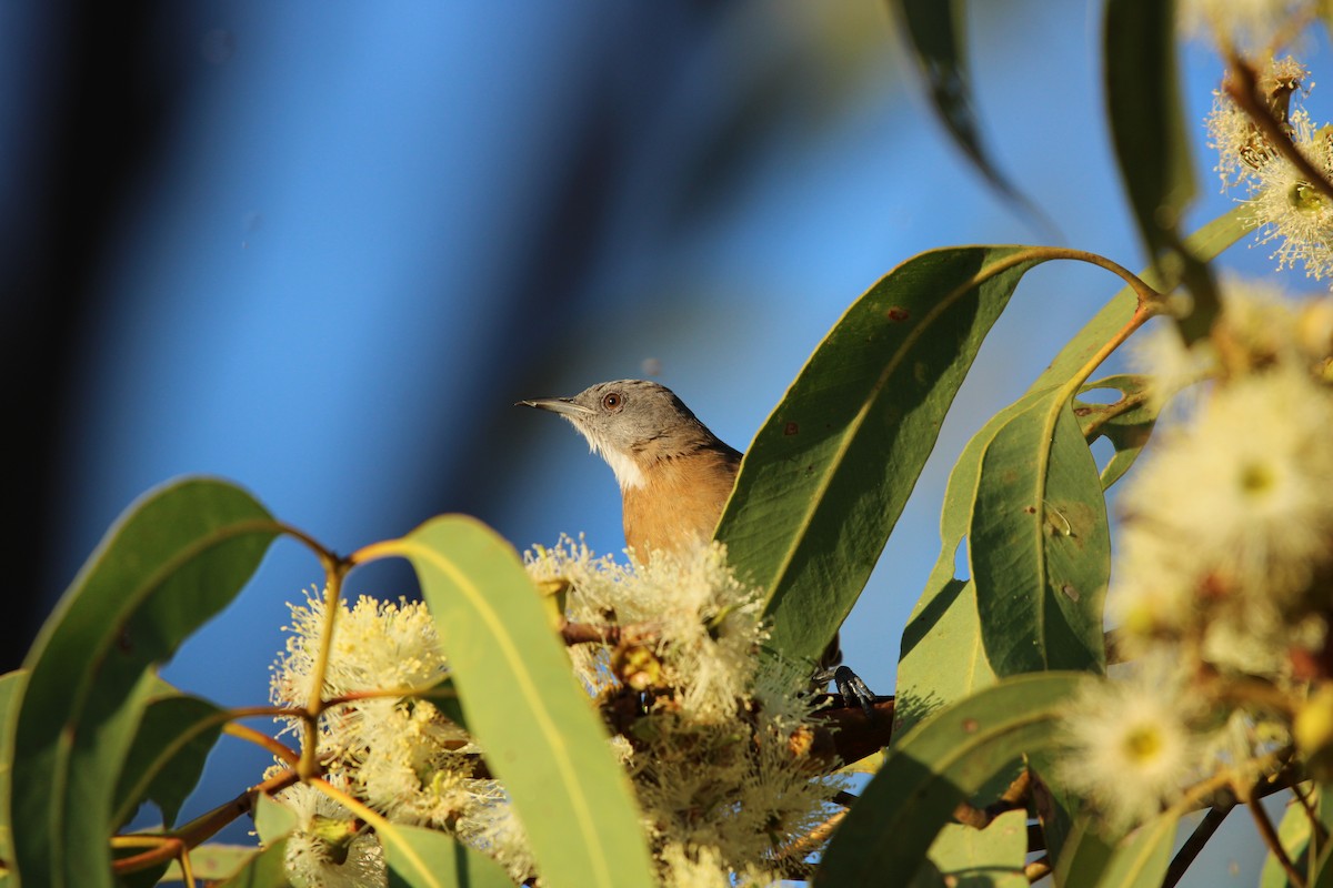 Mielero Pechirrufo - ML650412401
