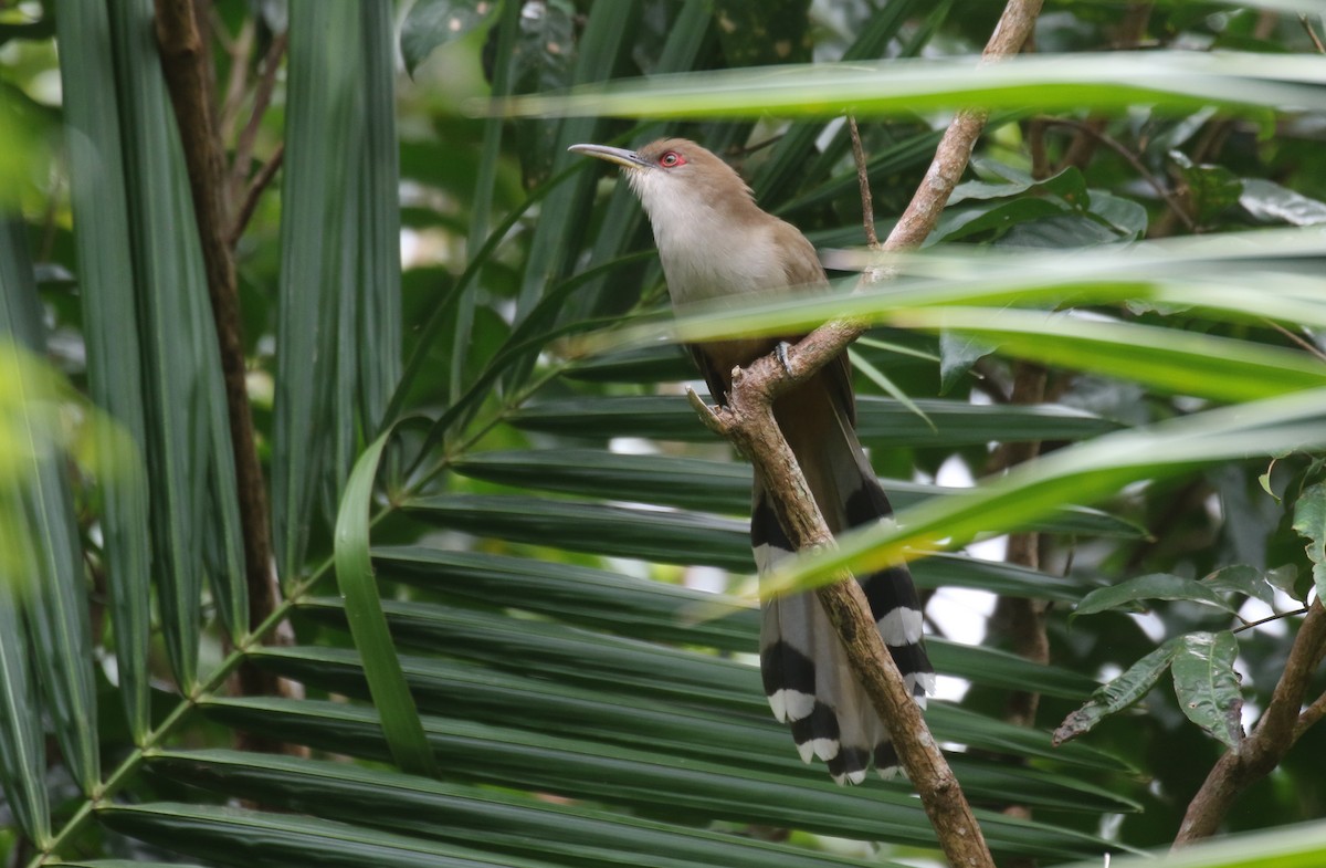 プエルトリコトゲカッコウ - ML650412403