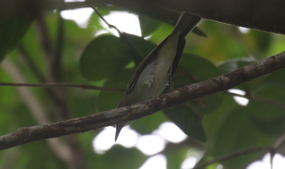 ホオヒゲモズモドキ - ML650412404