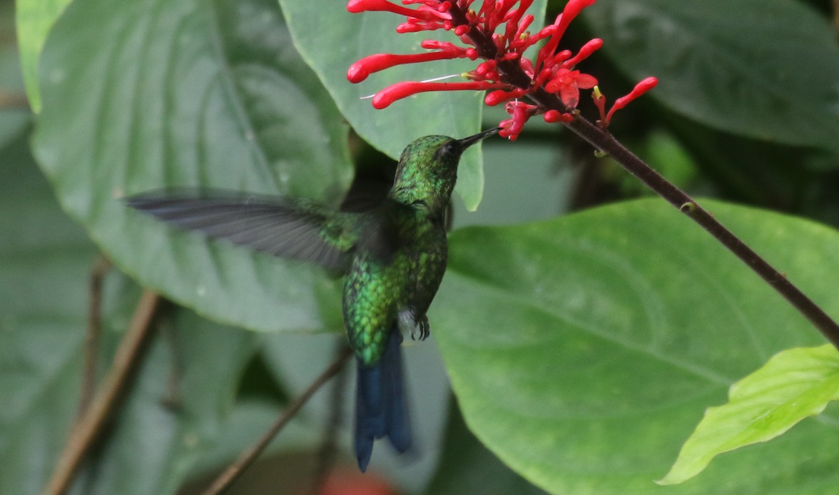 プエルトリコヒメエメラルドハチドリ - ML650412408